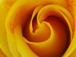 Close up of a rose